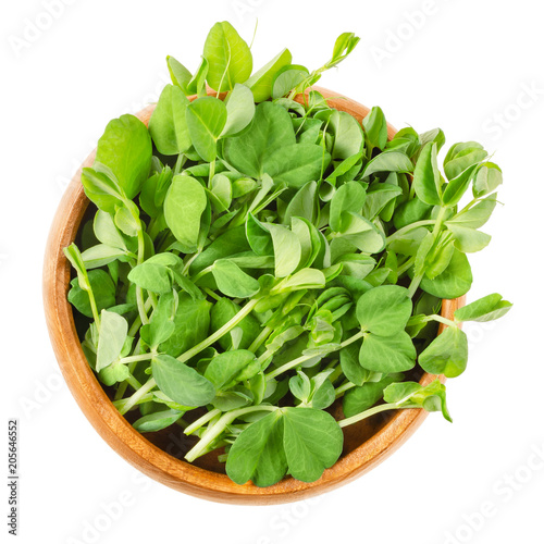 Snow pea microgreen in wooden bowl. Green shoots of Pisum sativum, also called mangetout or sugar peas. Young plants, seedlings, sprouts and cotyledons. Macro food photo close up from above over white