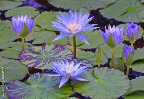 blue lotus in the pond