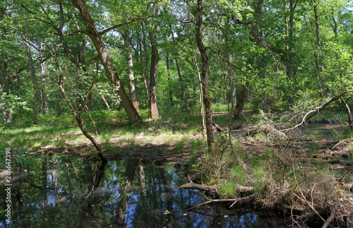 Fototapeta Naklejka Na Ścianę i Meble -  Pond reflection in fontainebleau forest