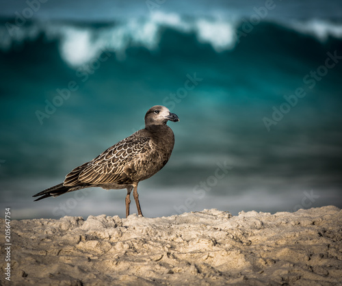 Pacific Gull