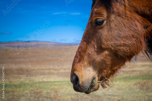 Horse on nature. Portrait of a horse, red horse