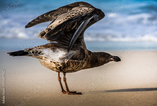 Pacific Gull