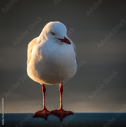 Silver gull