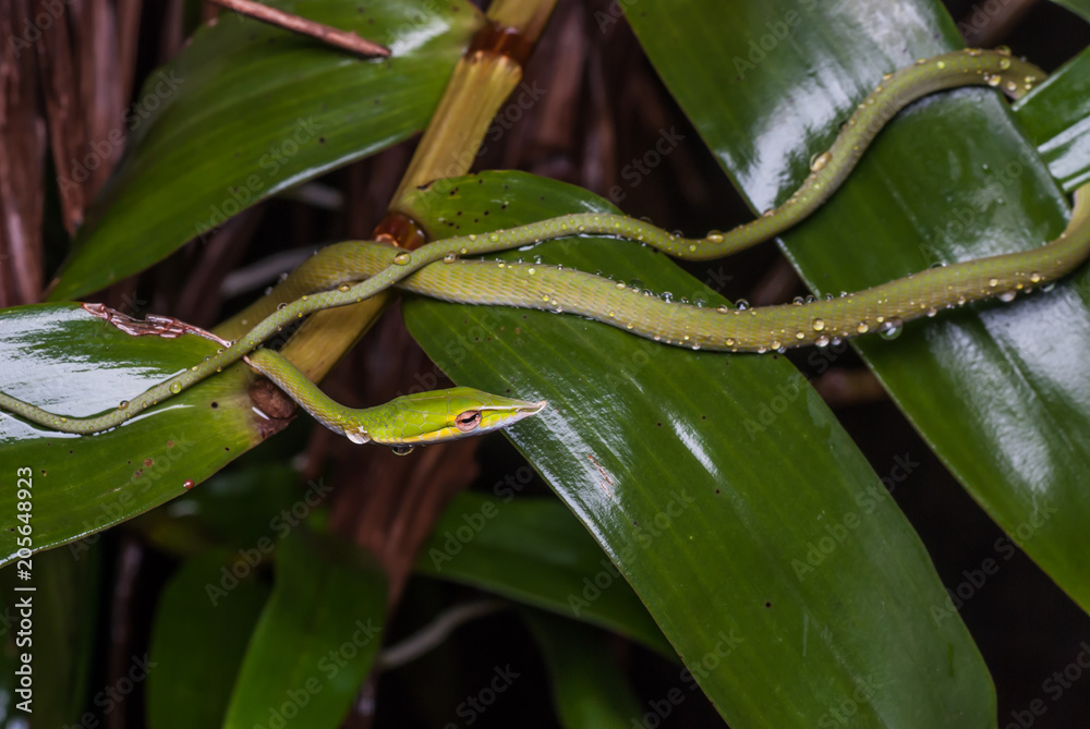 Green snakes that look for food at night. Green snakes that look for food at night.