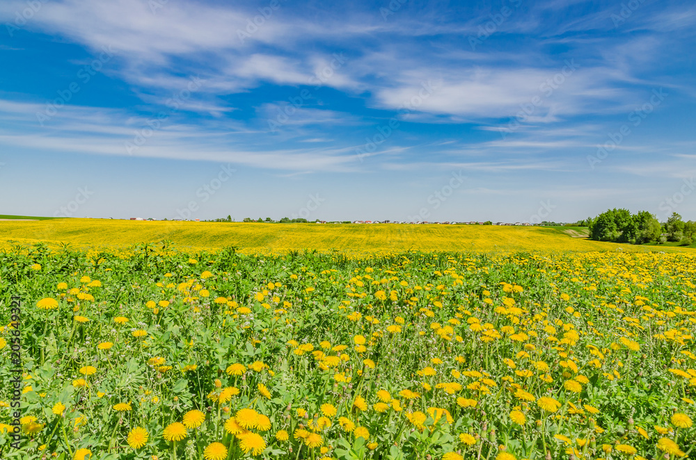 beautiful landscape of yellow field meadow of dandelion flowers in spring with blue sky and green grass on a Sunny day