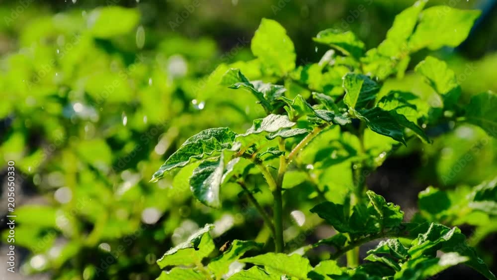Watering the young potatoes. Sparkling water spraying on the backyard. Abundant rain irrigates green crops. Watering the young potatoes. Sparkling water spraying on the backyard. Abundant rain irrigates green crops.