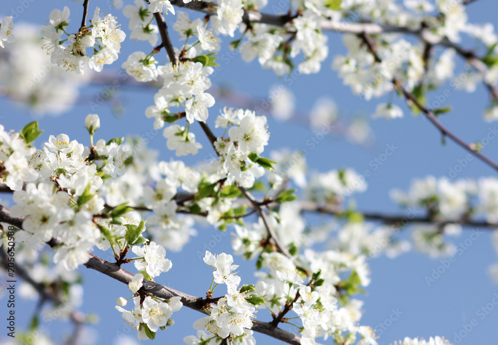 flowering tree in spring garden