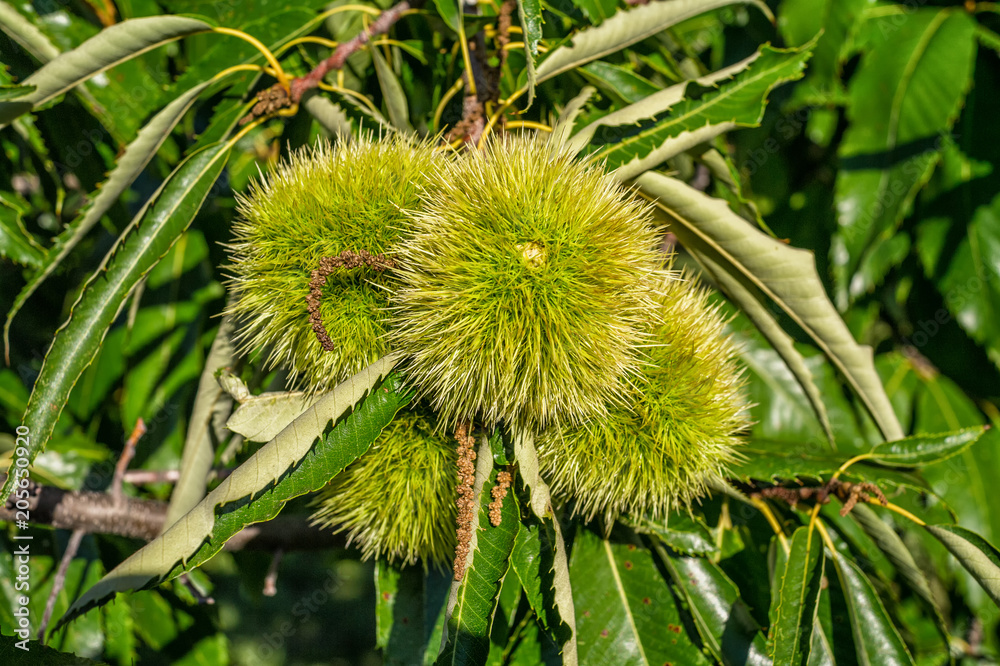 Chestnut tree at autumn time in Litochoro, Greece Chestnut tree at autumn time in Litochoro, Greece