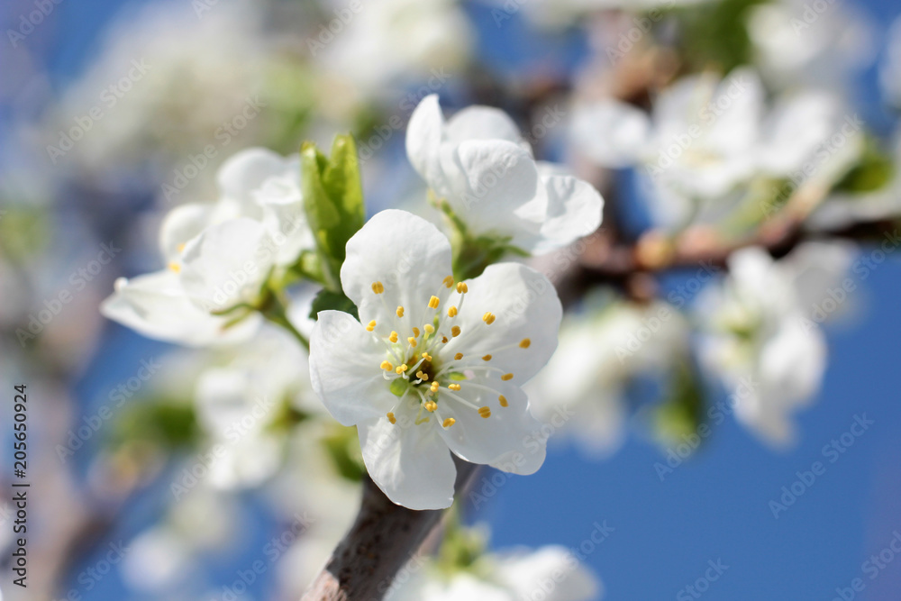 flowering tree in spring garden flowering tree in spring garden