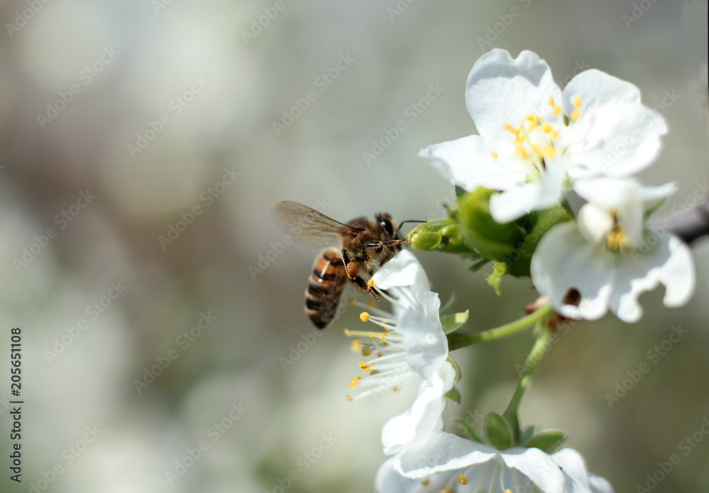 bee collects nectar on a flowering Apple bee collects nectar on a flowering Apple