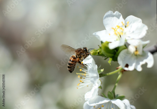 bee collects nectar on a flowering Apple © albert