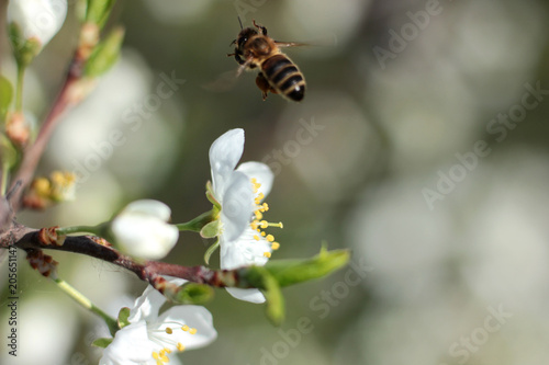 bee collects nectar on a flowering Apple