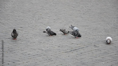 pigeons eating