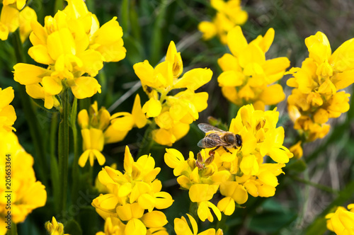 Honeybee collecting orange colored pollen from different wild flowers on Transylvanian fields.