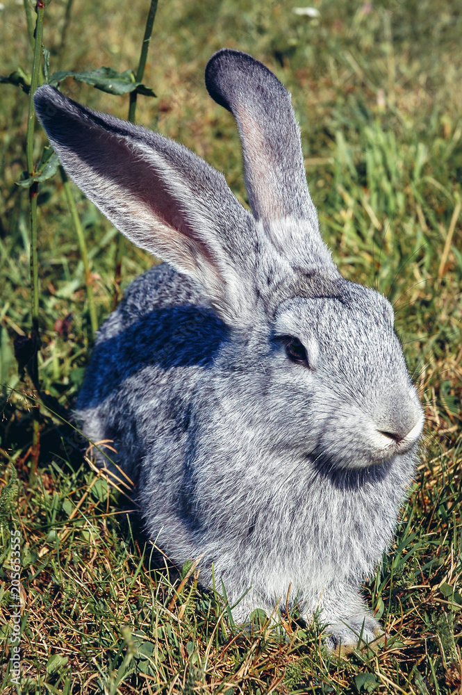 Fototapeta premium Grey rabit on a meadow in Masovian Region of Poland