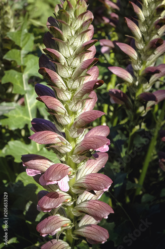 Acanthus spinosus plant in the garde, commonly known as spiny bears breech