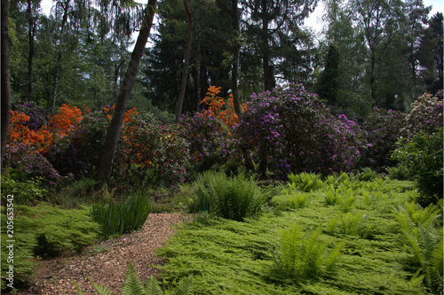 Rhododendren Garten