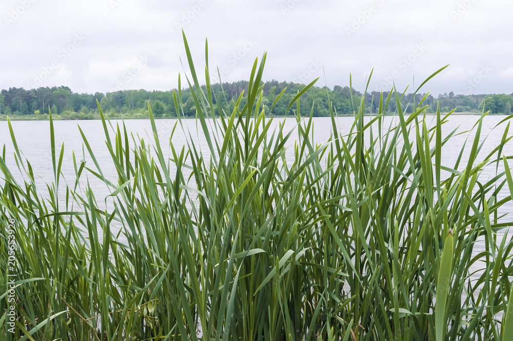 Fototapeta premium Трава