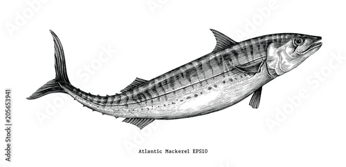 Atlantic mackerel hand drawing vintage style photo