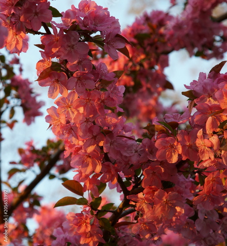 Branches of pink Crabapple flowers