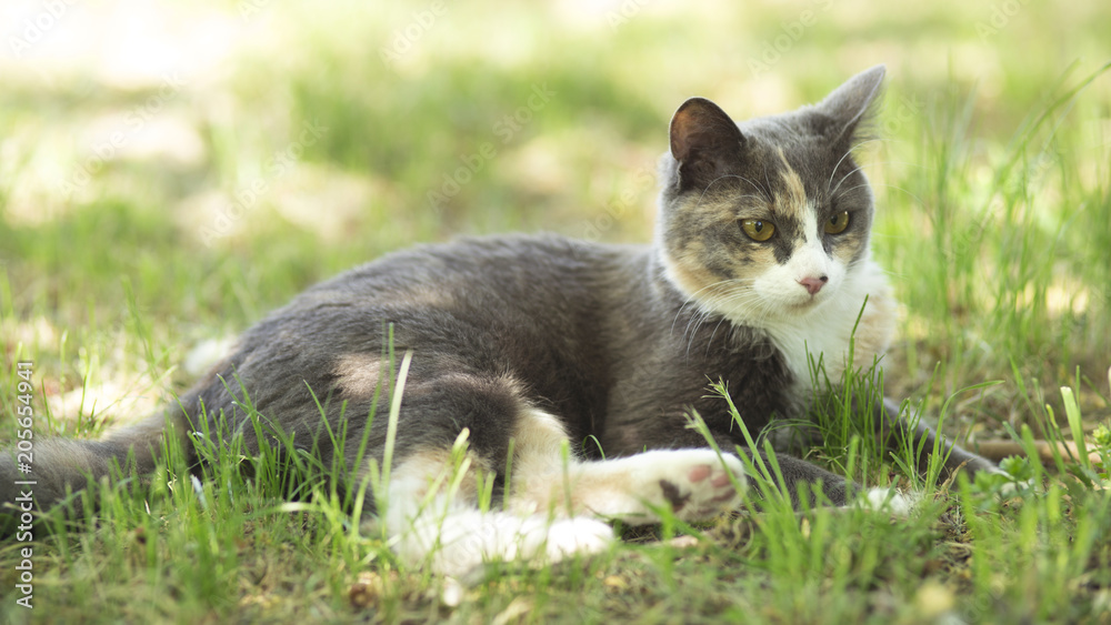 summer portrait of a cat lying on the grass, the pet resting