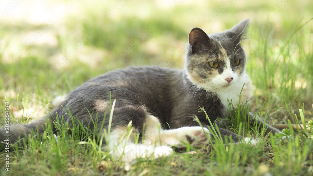 summer portrait of a cat lying on the grass, the pet resting summer portrait of a cat lying on the grass, the pet resting