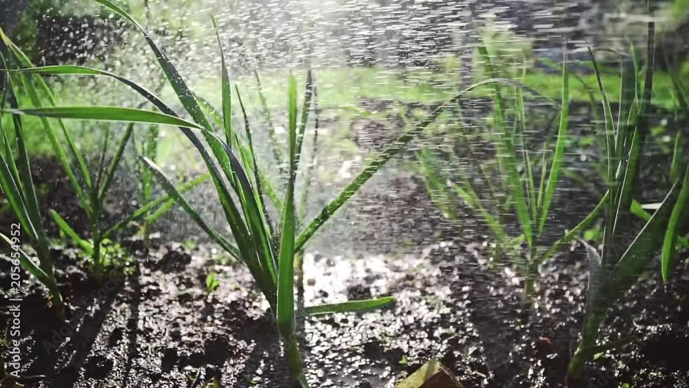 Garden bed with greens watered in the sunset light, growing garlic at the country side, growing summer greens Garden bed with greens watered in the sunset light, growing garlic at the country side, growing summer greens
