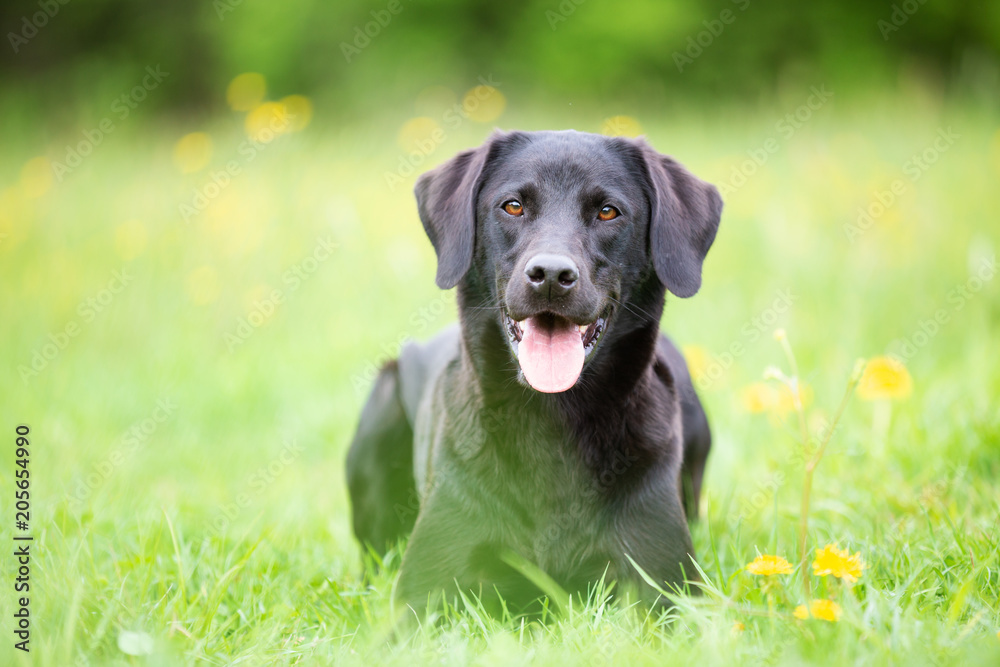 Black labrador retriever on the grass Black labrador retriever on the grass