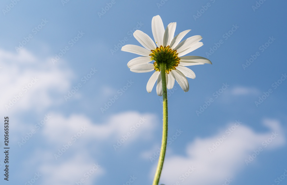 Margeritenblume - Gänseblume vor blauem Himmel als Hintergrund - Grusskarte Margeritenblume - Gänseblume vor blauem Himmel als Hintergrund - Grusskarte