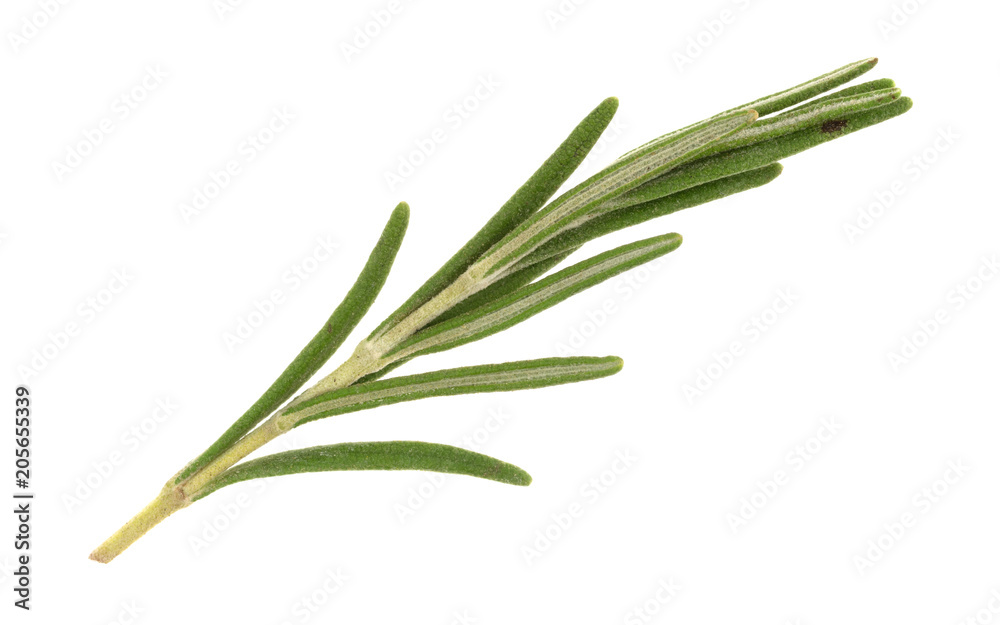 Fototapeta premium Single sprig of organic rosemary on a white background.