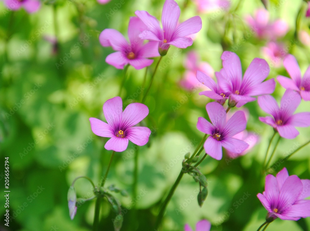 Pink flowers of pink-sorrel or windowbox wood-sorrel (Oxalis articulata Savigny) Pink flowers of pink-sorrel or windowbox wood-sorrel (Oxalis articulata Savigny)