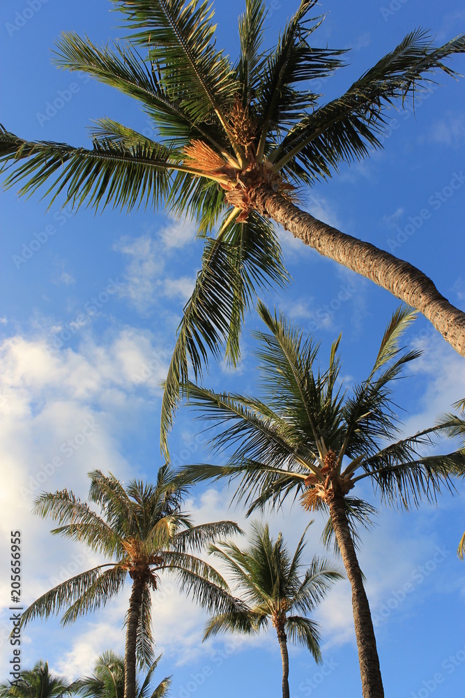 palme cielo