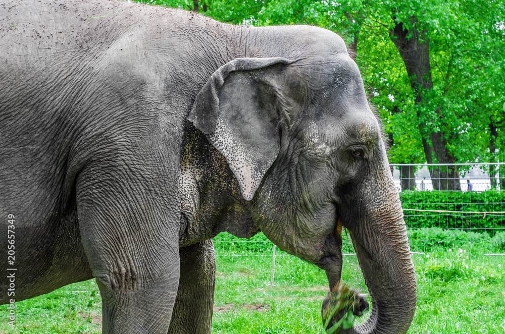 Fototapeta premium Indian elephant in the park on a background of green trees
