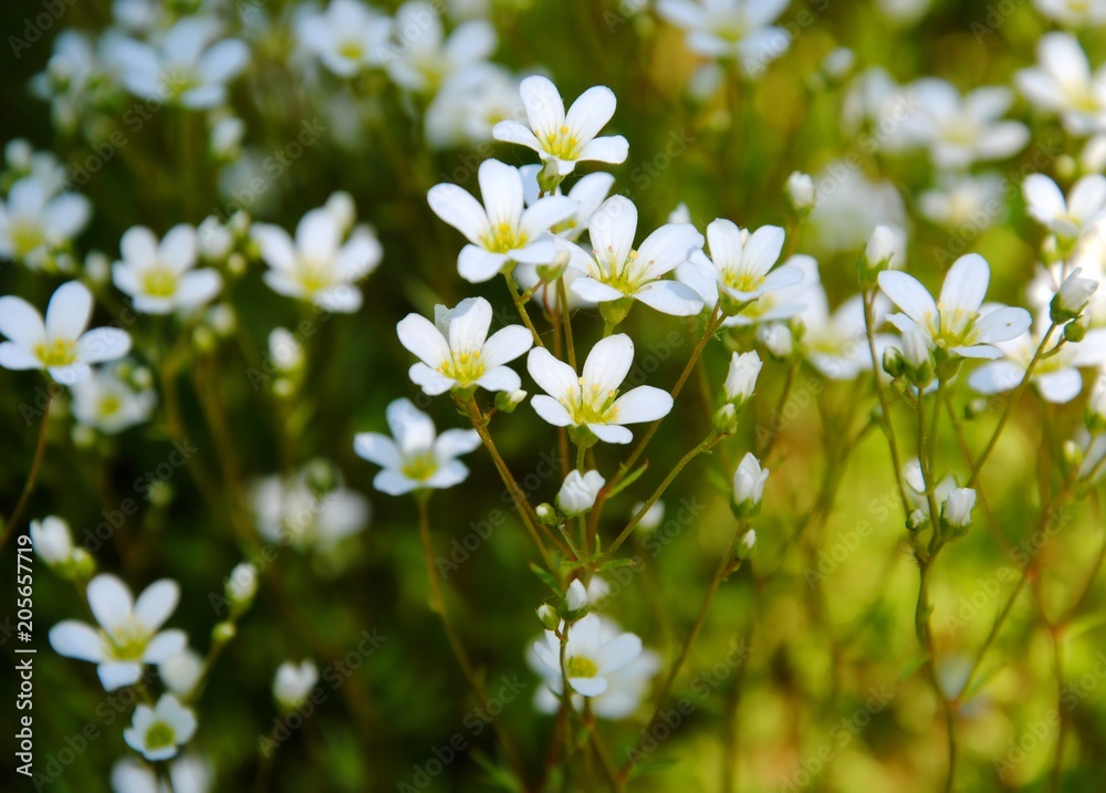 White flowers of mossy saxifrage or Dovedale moss (Saxifraga hypnoides) White flowers of mossy saxifrage or Dovedale moss (Saxifraga hypnoides)