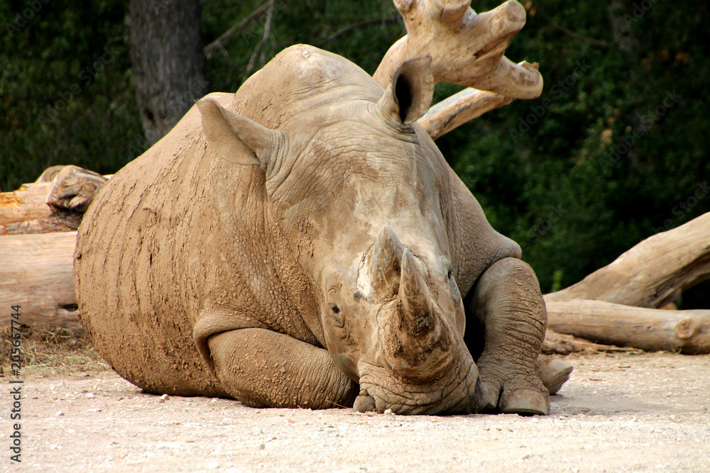 Fototapeta premium Rhinocéros au zoo, Montpellier