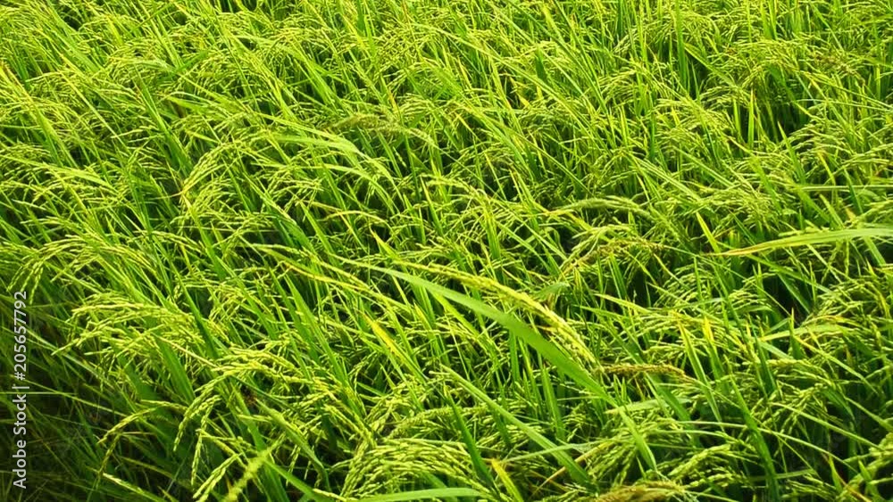 Rice field. Green growing rice. Healthy Vegetarian Food. Germination of rice at the Asian countries, Growing. Beautiful landscape.Rice-growing. food industry Rice field. Green growing rice. Healthy Vegetarian Food. Germination of rice at the Asian countries, Growing. Beautiful landscape.Rice-growing. food industry