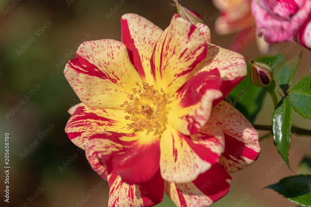 Fototapeta premium orange roses in spring