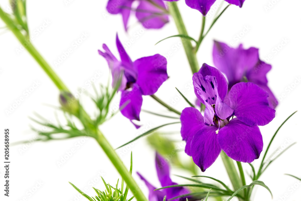 Purple Flowers Isolated on White Background Purple Flowers Isolated on White Background