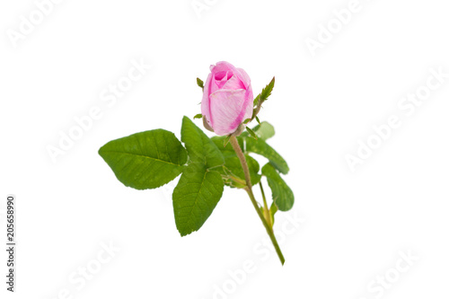 rose with green leaves on a white background