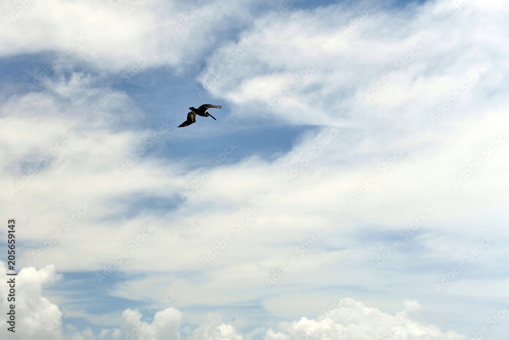 A bird pelican hovering high in the sky