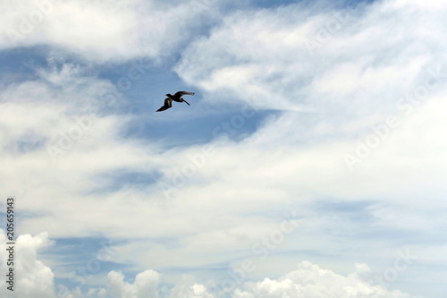 A bird pelican hovering high in the sky