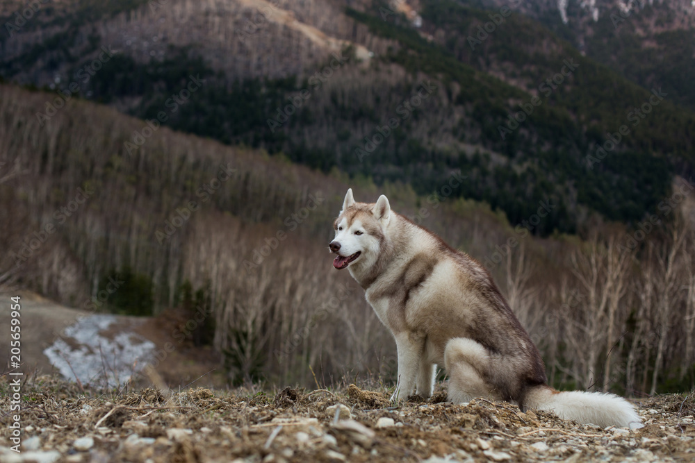 Portrait of free and prideful beige and white Siberian Husky dog sitting on the hill on mountains background and enjoying natural landscape