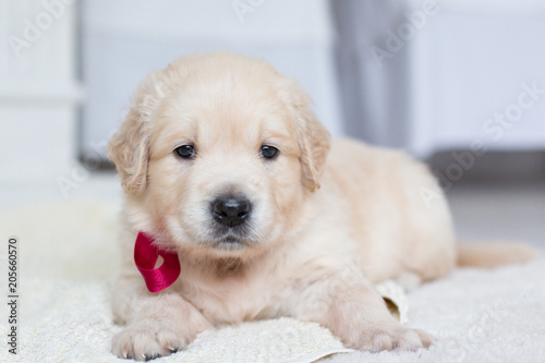 Close up portrait of cute golden retriever puppy with red ribbon lying on the blanket