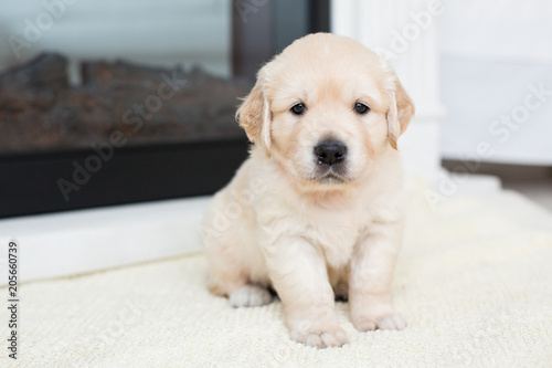 Close-up portrait of lovely golden retriever puppy sitting on the blanket