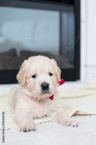 Close up portrait of cute golden retriever puppy with red ribbon