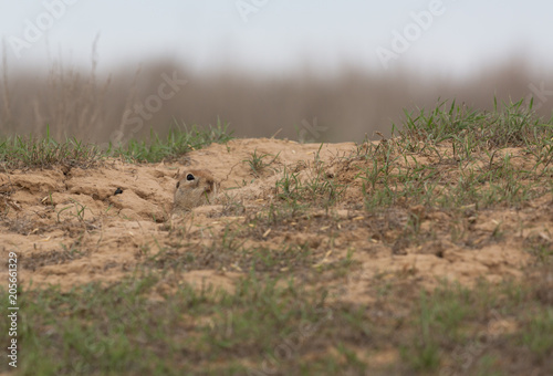 A curious gopher climbed out of the hole and looked around photo