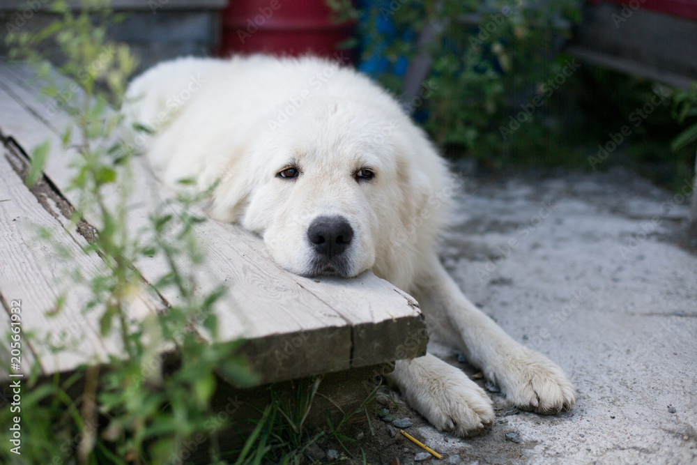 Maremmano sheepdog or Abruzzese white patrol dog lying on the porch in the garden