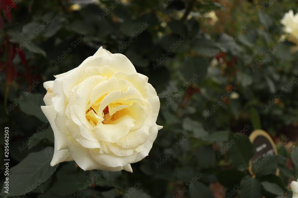 花−5 花−5