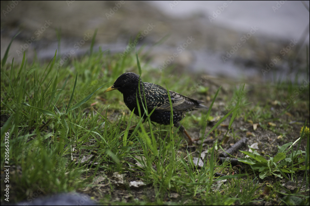 Obraz premium Birds in Central Park, St. Petersburg