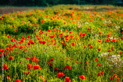 champs de fleurs sauvages